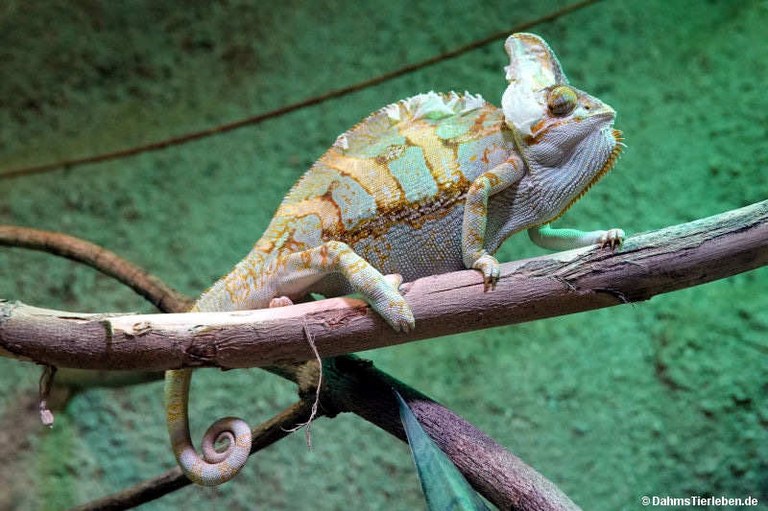 Chamaeleo calyptratus
