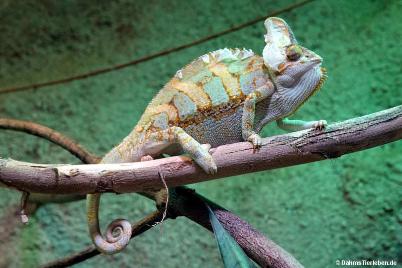 Chamaeleo calyptratus