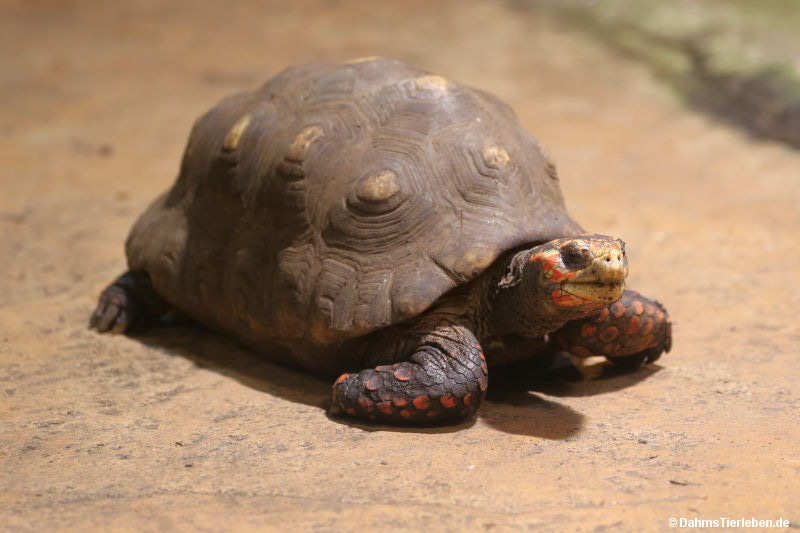 Chelonoidis carbonarius