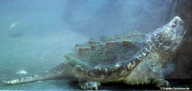 Chelydra serpentina
