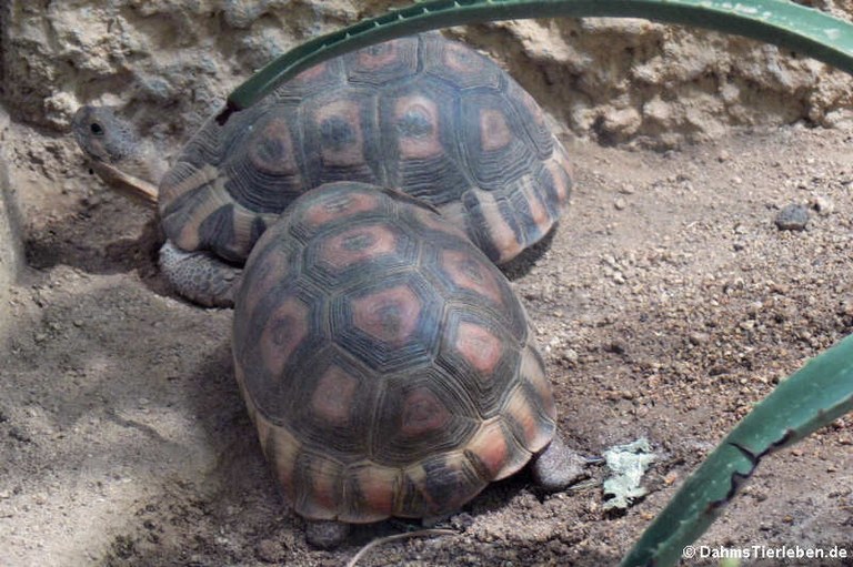 Chersina angulata