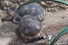 Afrikanische Schnabelbrustschildkröten (Chersina angulata) im Reptilium Landau