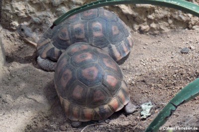 Schnabelbrust-Schildkröten (Chersina angulata)