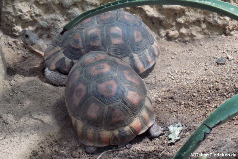 Schnabelbrust-Schildkröten (Chersina angulata)