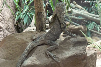 Chlamydosaurus kingii