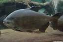 Colossoma macropomum