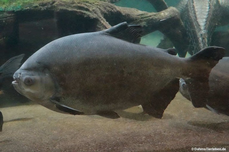 Colossoma macropomum