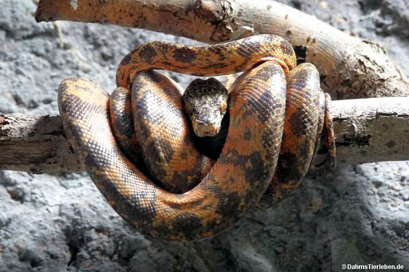 Corallus hortulana-1