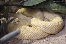 Texas-Klapperschlange (Crotalus atrox) im Reptilium Landau