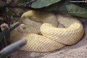 Crotalus atrox