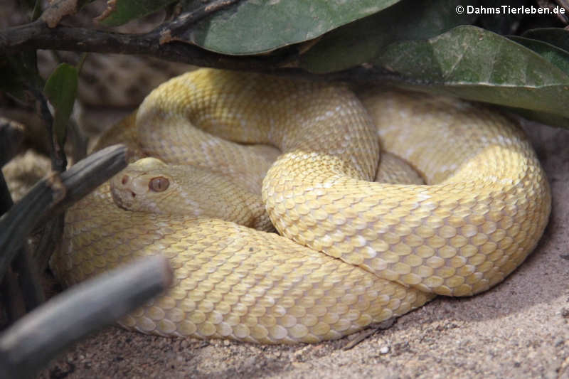 Crotalus atrox