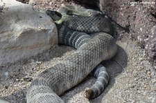 Texas-Klapperschlange (Crotalus atrox) im Reptilium Landau