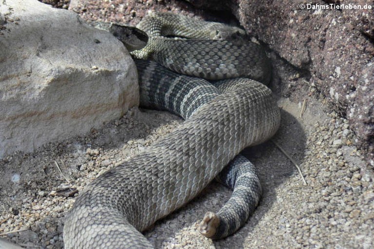 Crotalus atrox