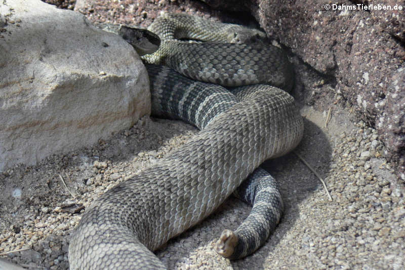 Crotalus atrox-2
