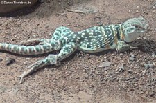 Halsbandleguan (Crotaphytus collaris) im Reptilium Landau