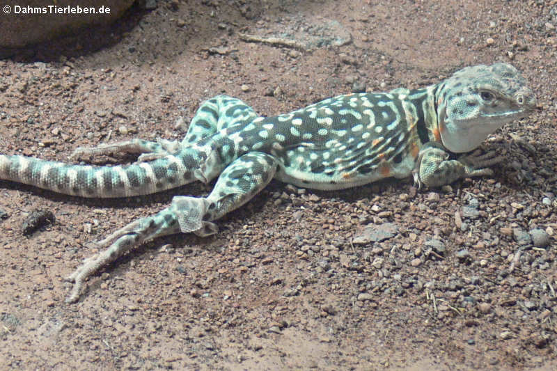 Halsbandleguan Crotaphytus collaris-3