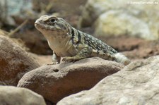 Halsbandleguan (Crotaphytus collaris) im Reptilium Landau