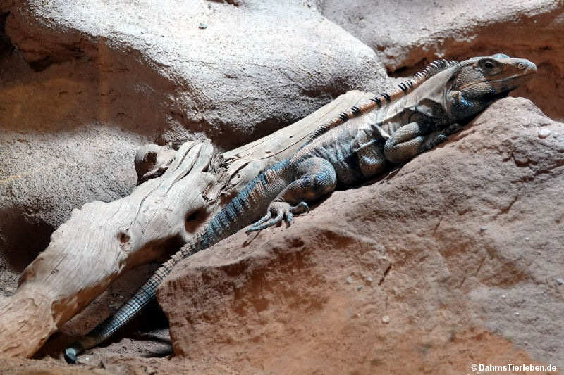 Ctenosaura similis