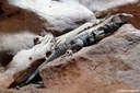 Ctenosaura similis