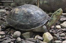 Amboina Scharnierschildkröte (Cuora amboinensis) im Reptilium Landau