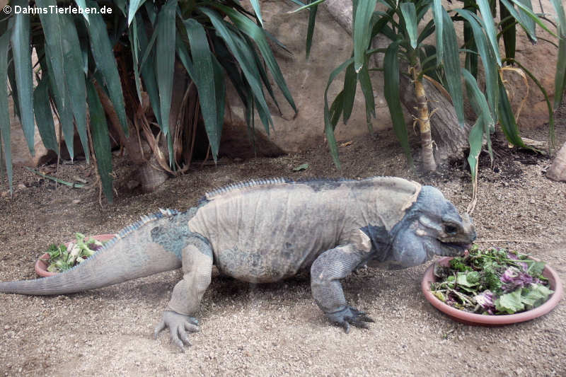 Nashornleguan (Cyclura cornuta)