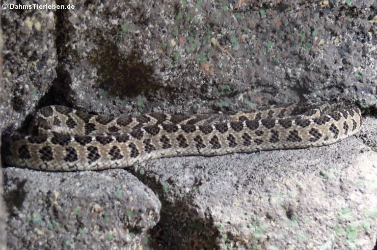 Dasypeltis scabra