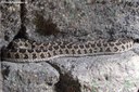 Dasypeltis scabra