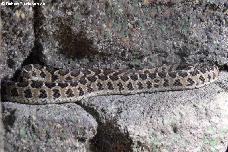 Dasypeltis scabra