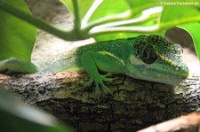 Ritteranolis (Anolis equestris) im Reptilium Landau