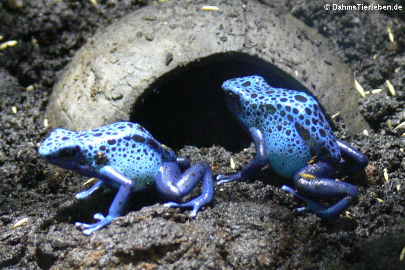 Dendrobates tinctorius