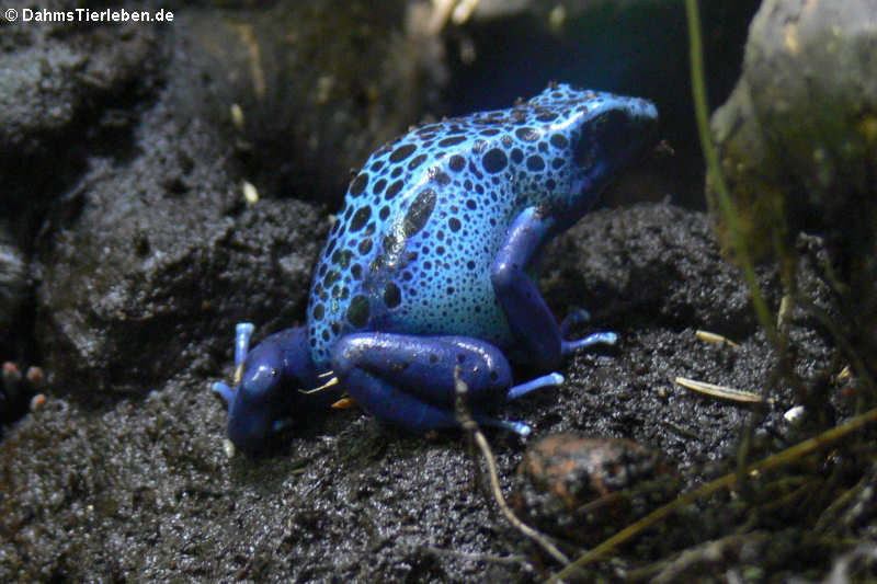 Dendrobates tinctorius