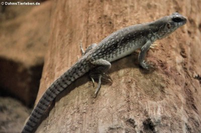 Wüstenleguan (Dipsosaurus dorsalis)