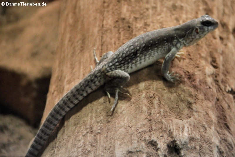 Wüstenleguan (Dipsosaurus dorsalis)