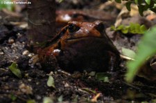 Südlicher Tomatenfrosch (Dyscophus guineti) im Reptilium Landau