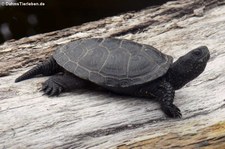 Europäische Sumpfschildkröte (Emys orbicularis) im Reptilium Landau