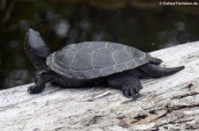 Europäische Sumpfschildkröte (Emys orbicularis) im Reptilium Landau