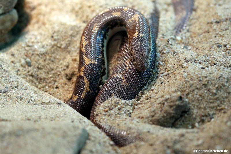 Eryx colubrinus-1