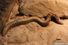 Tatarische Sandboa (Eryx tataricus) im Reptilium Landau