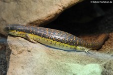 Berberskink (Eumeces schneideri) im Reptilium Landau