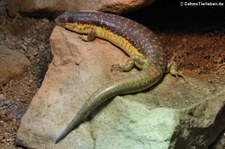 Berberskink (Eumeces schneideri) im Reptilium Landau