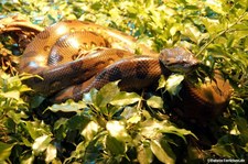 Eunectes murinus