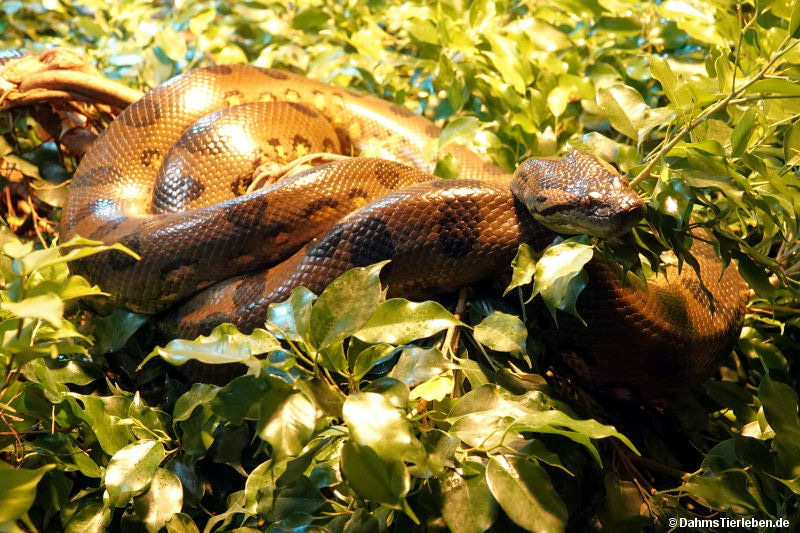 Eunectes murinus