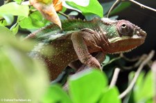 Pantherchamäleon (Furcifer pardalis) im Reptilium Landau