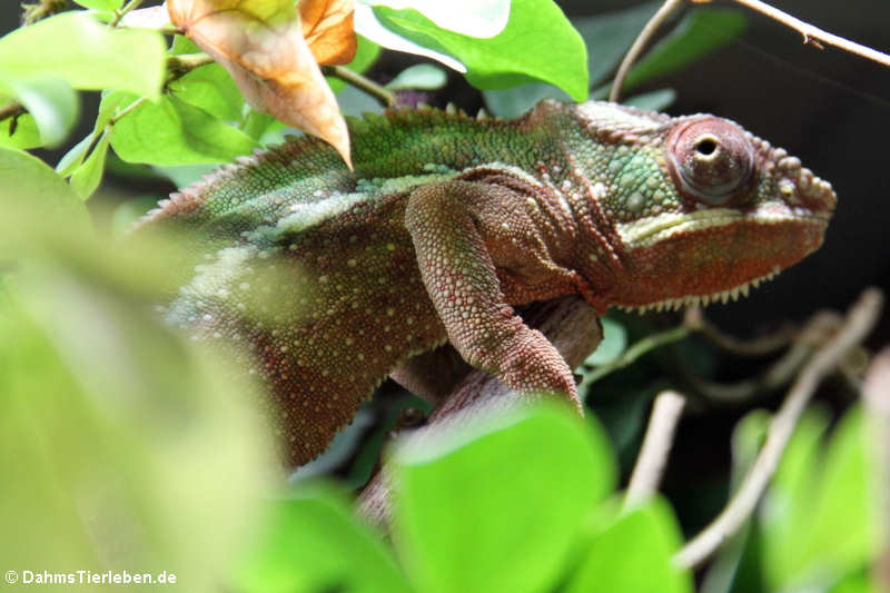 Furcifer pardalis