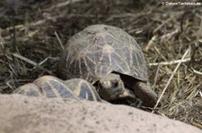 Sternschildkröte (Geochelone elegans) im Reptilium Landau