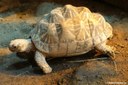 Geochelone elegans