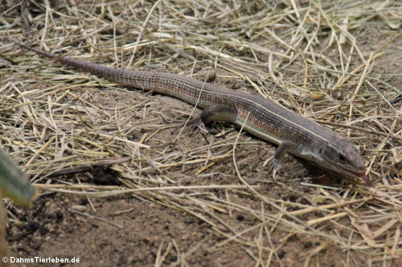 Gerrhosaurus nigrolineatus