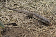 Streifenschildechse (Gerrhosaurus nigrolineatus) im Reptilium Landau