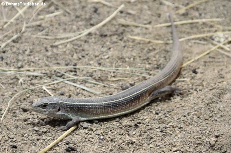 Gerrhosaurus nigrolineatus