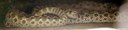 Heterodon nasicus